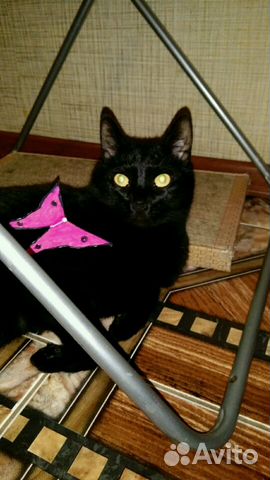 Отдам в добрые руки