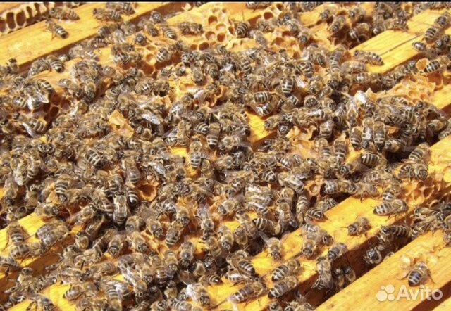 Продаётся пчелосемьи, готовые медосбору купить на Зозу.ру - фотография № 2