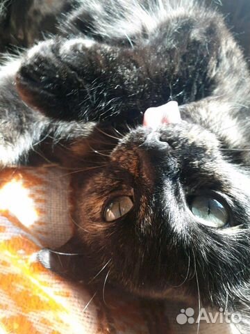 Кошка Кошка