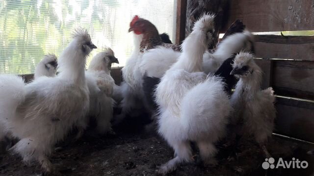 Цыплята, куры купить на Зозу.ру - фотография № 1