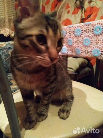 Ласковый Ёшкин - котенок в хорошие ручки