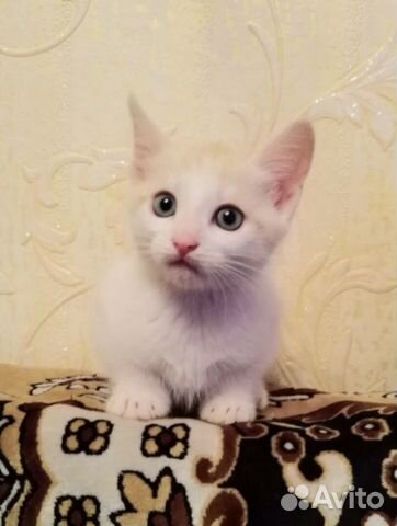 Купить Котенка Череповец На Авито Фото