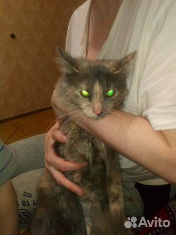 Отдам сибирского котёнка купить на Зозу.ру - фотография № 3
