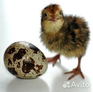 Инкубационные перепелиные яйца купить на Зозу.ру - фотография № 3