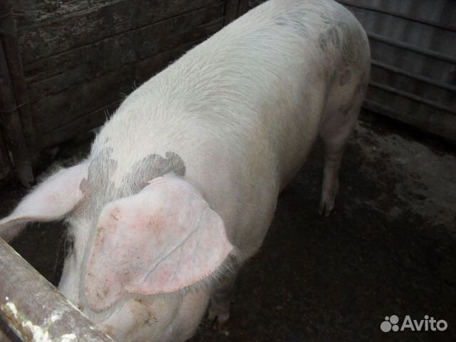 Купить свинину живым весом. Свиньи ландрас 150 кг.