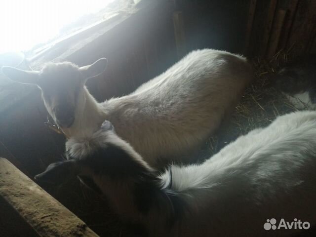 Телята и козы купить на Зозу.ру - фотография № 4
