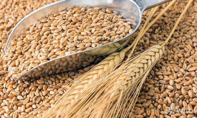 Продам Ячмень пшеница просо семечки купить на Зозу.ру - фотография № 1