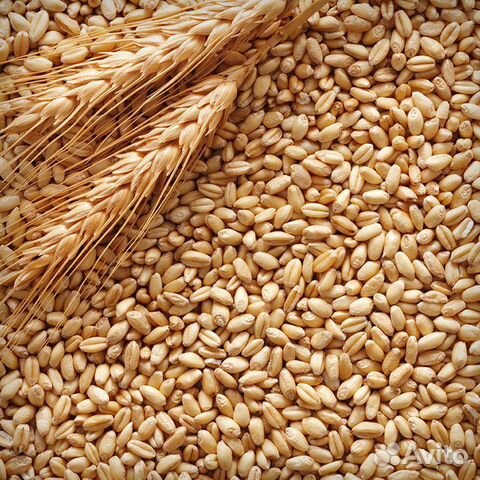 Пшеница для корма животных,птиц купить на Зозу.ру - фотография № 1