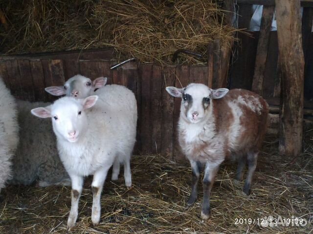 Ягнята, овцы купить на Зозу.ру - фотография № 5