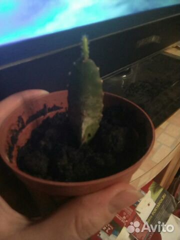 Эпифиллиум