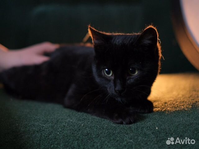 Котёнок Боби ищет дом купить на Зозу.ру - фотография № 3