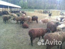 Овцы и ягната купить на Зозу.ру - фотография № 1