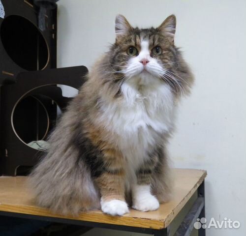 Самая мурчательная кошка в мире ищет дом купить на Зозу.ру - фотография № 1