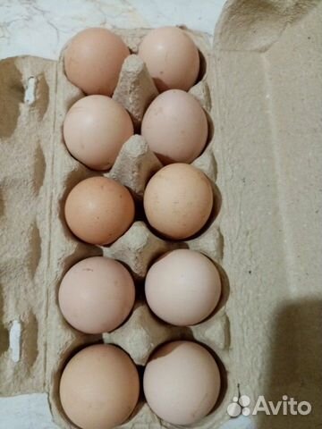 Инкубационное яйцо(микс) кур разных пород купить на Зозу.ру - фотография № 1