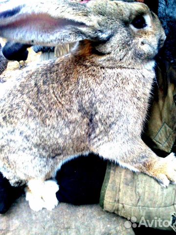 Кролики породы Фландр купить на Зозу.ру - фотография № 3