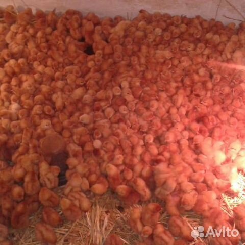 Цыплята суточные Ломан Браун Оптом купить на Зозу.ру - фотография № 2
