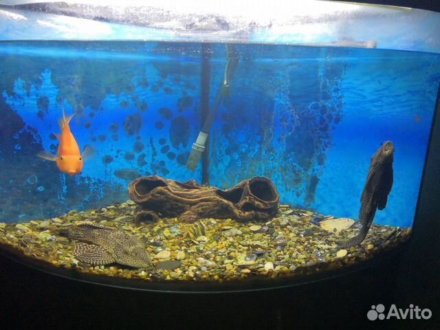 Рыбы - Сомы прилипалы купить на Зозу.ру - фотография № 1