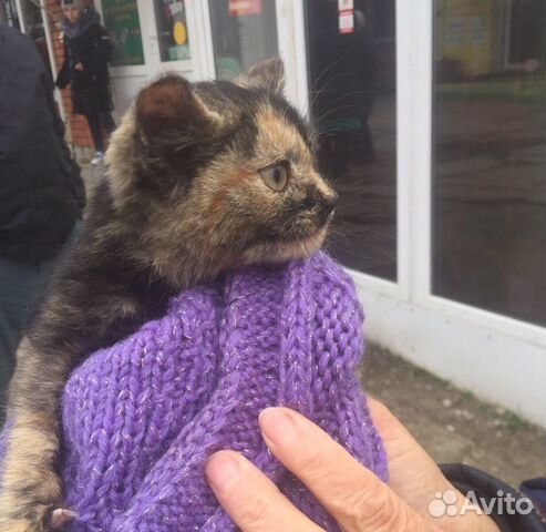Кошка ищет дом купить на Зозу.ру - фотография № 2