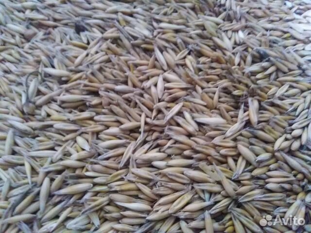 Пшеница. Овес купить на Зозу.ру - фотография № 2