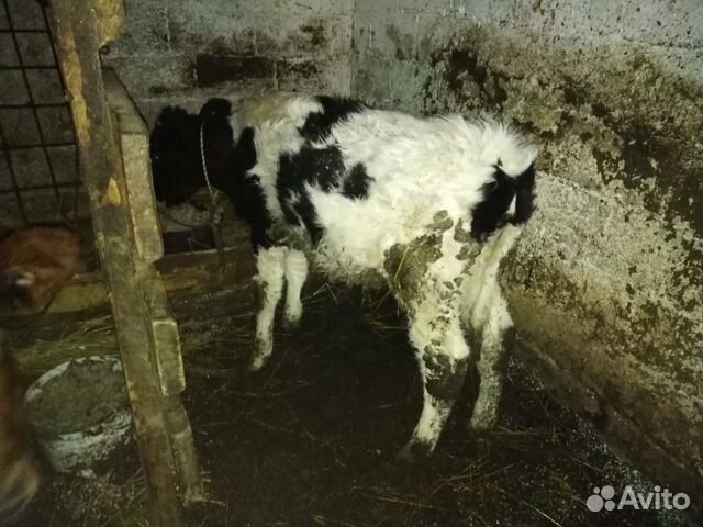 Корова и тёлка купить на Зозу.ру - фотография № 2