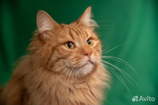 Шикарный рыжий котик в добрые руки купить на Зозу.ру - фотография № 7