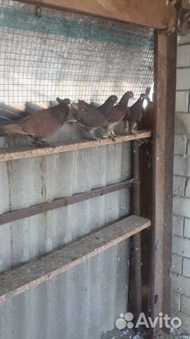 Широкохвостые голуби на продажу купить на Зозу.ру - фотография № 2