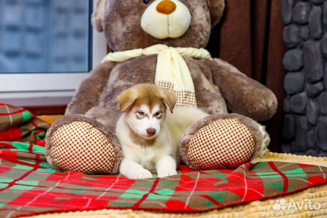 Плюшевые мишки- щенки от чемпионов(выездная вязка) купить на Зозу.ру - фотография № 9