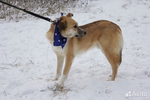 Добрый и внимательный пёс Лари ищет семью купить на Зозу.ру - фотография № 5