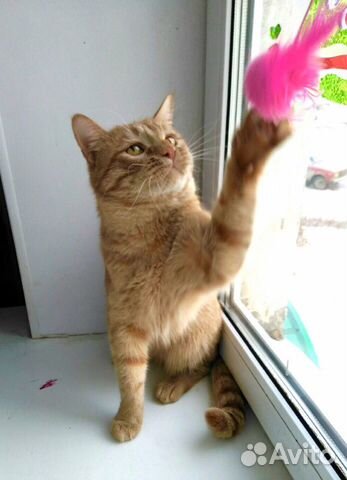 Котик в добрые руки