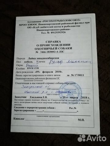 Кобель на вязку с документами купить на Зозу.ру - фотография № 3