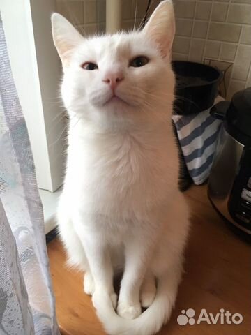 Кот Кот