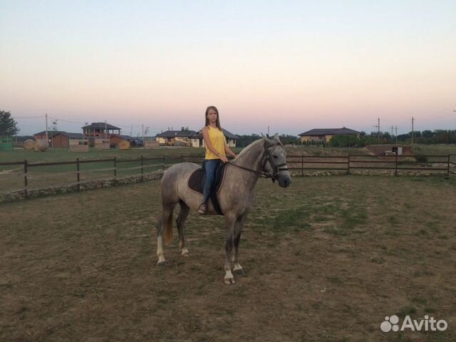 Продаётся лошадь, кобыла купить на Зозу.ру - фотография № 3