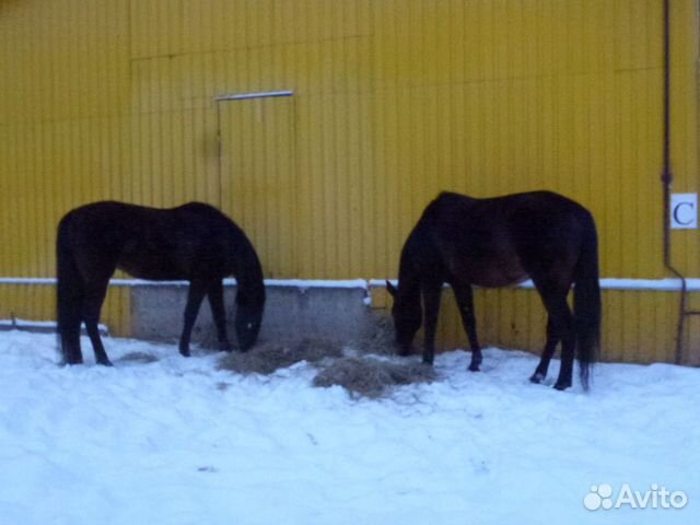 Верховые лошади купить на Зозу.ру - фотография № 3