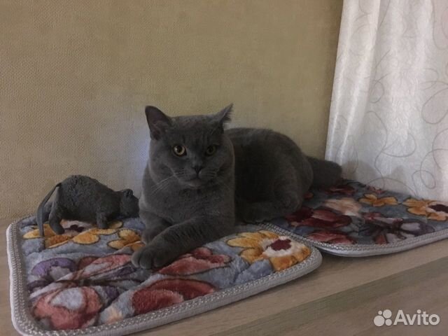 Британец на вязку