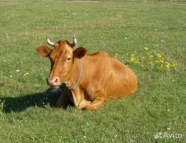 Корова красной масти с телёнком (бычок) купить на Зозу.ру - фотография № 1
