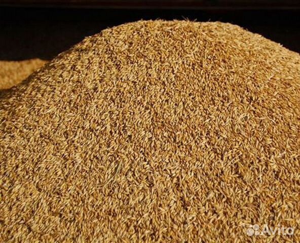 Пшеница, ячмень купить на Зозу.ру - фотография № 1