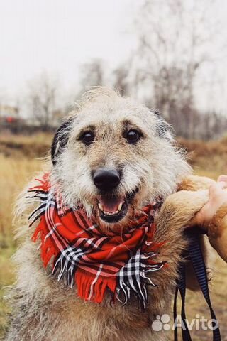 Собака-улыбака Тиша в дар купить на Зозу.ру - фотография № 2