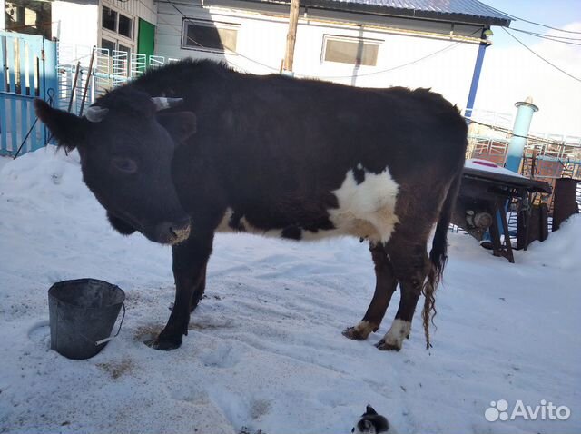 Продается стельная корова купить на Зозу.ру - фотография № 1