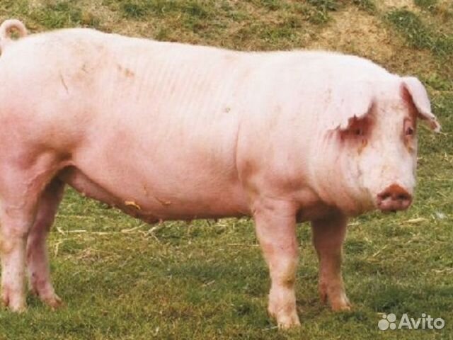 Продаем свиней на мясо купить на Зозу.ру - фотография № 1