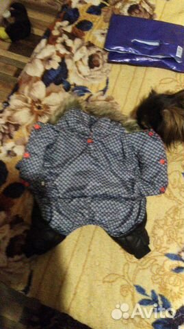 Одежда для собак купить на Зозу.ру - фотография № 4