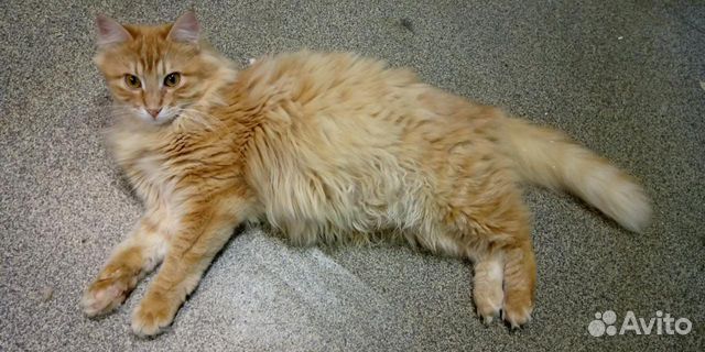 Котик