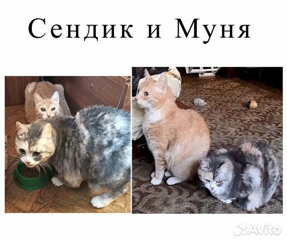 Кот и кошка ищут дом купить на Зозу.ру - фотография № 1