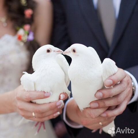 Белые голуби на свадьбу купить на Зозу.ру - фотография № 3
