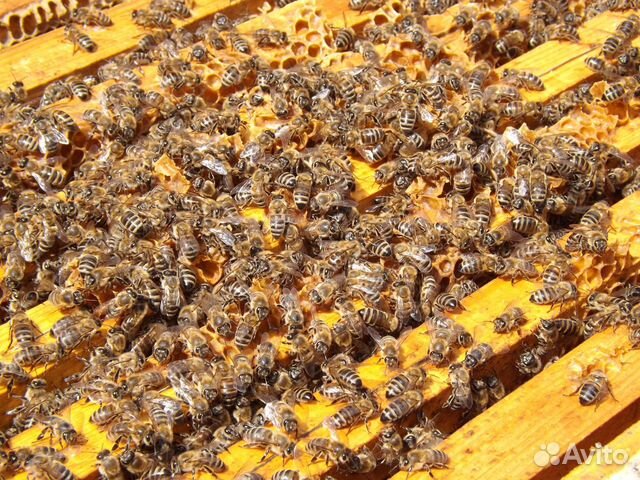 Пчелы, пчелопакеты, пчелосемьи купить на Зозу.ру - фотография № 1