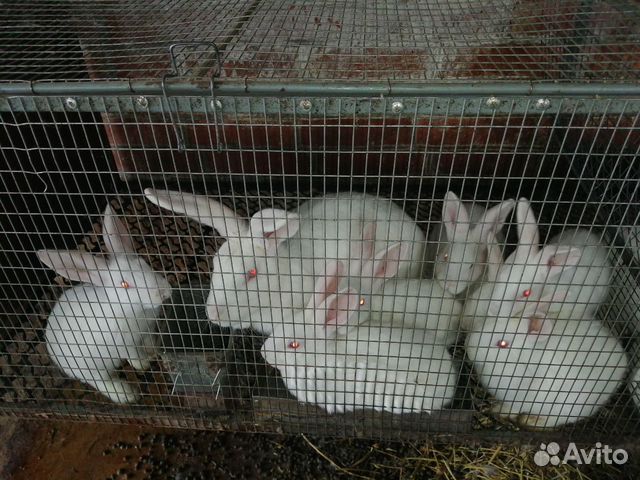 Кролики пароды белый Великан купить на Зозу.ру - фотография № 2