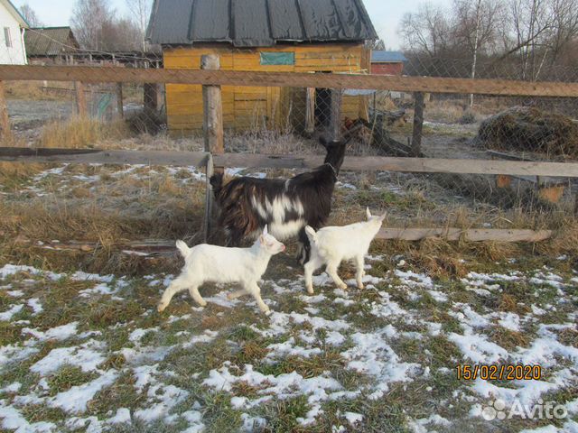 Коза с козлятами купить на Зозу.ру - фотография № 3
