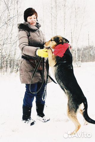 Собака Стенли Брамс в добрые руки бесплатно купить на Зозу.ру - фотография № 9