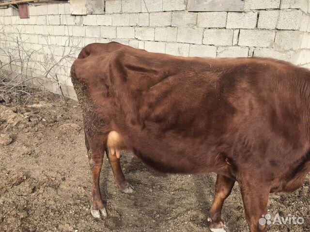 Корова с телёнком купить на Зозу.ру - фотография № 6