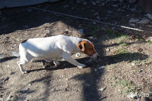 Чистокровная собака Джек Рассел терьер купить на Зозу.ру - фотография № 3