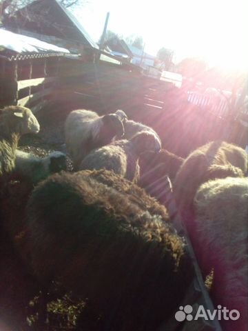 Продаю на племя овец 11 голов 1 баран 7 ярок 3 мол купить на Зозу.ру - фотография № 1
